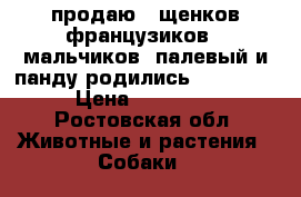 продаю 2 щенков-французиков - мальчиков, палевый и панду,родились 10.02.18 › Цена ­ 12 000 - Ростовская обл. Животные и растения » Собаки   